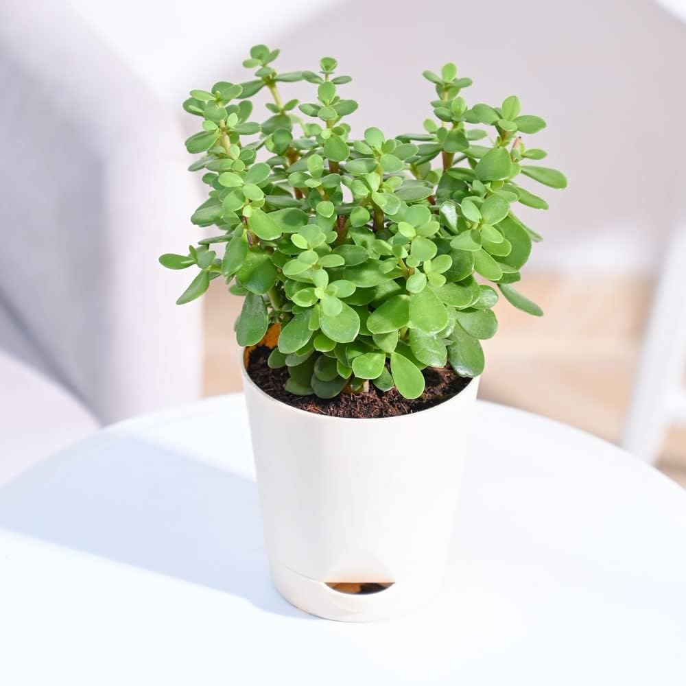 GREEN PARADISE Good Luck Jade Plant with Self Watering Pot