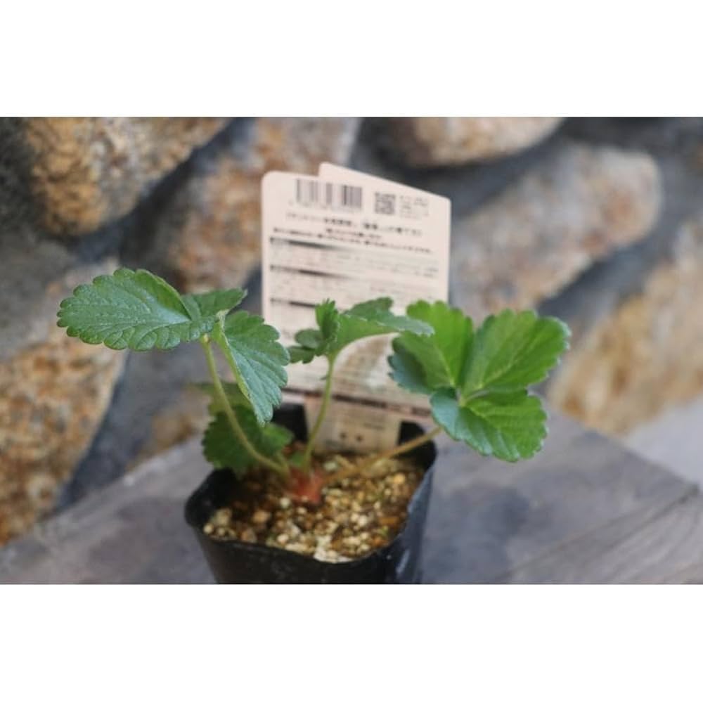 いちご苗ビックハニー３寸70個セット　専用出品！ いちご苗ビックハニー3寸70個セット 専用出品！ 果菜