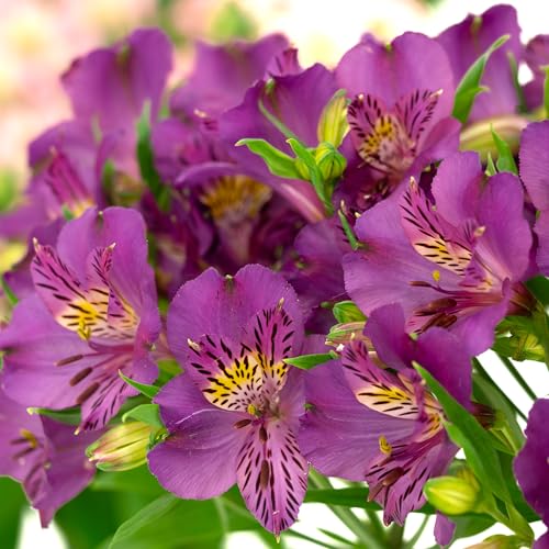 Alstroemeria Morada - Lirio Peruano Premium en Maceta de 2L - Planta Perenne Resistente y de Larga Floración para Jardines y Bordes. Ideal para darle un toque exótico a tu espacio exterior.