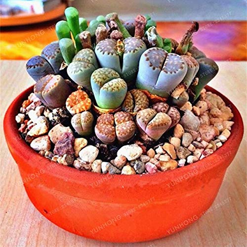 リトープス翠蛾の種子500粒C388 Steineckeana ステインケアナ C388 Lithops steineckeana | Matunai illustrated Succulents PART1