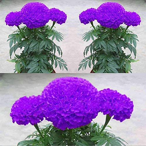™ XXX-768-Beautiful Purple Blue Marigold Seeds