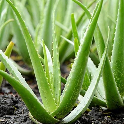 aloe vera innerliche anwendung Aloe Vera Gel aus Apotheke – Feuchtigkeit & Pflege main image 1