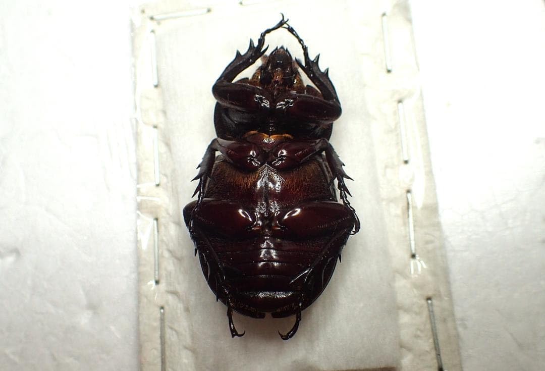 超大型 ギラファノコギリクワガタ オス113ミリ 標本 M <1110z昆虫標本