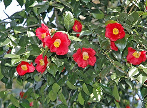 22年最新版 樹木図鑑の人気おすすめランキング10 アプリも セレクト Gooランキング