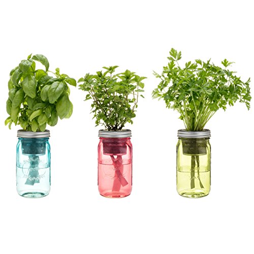 Modern Sprout Glass Jar Grow Set, Indoor Herb Garden Kit Seed Starter