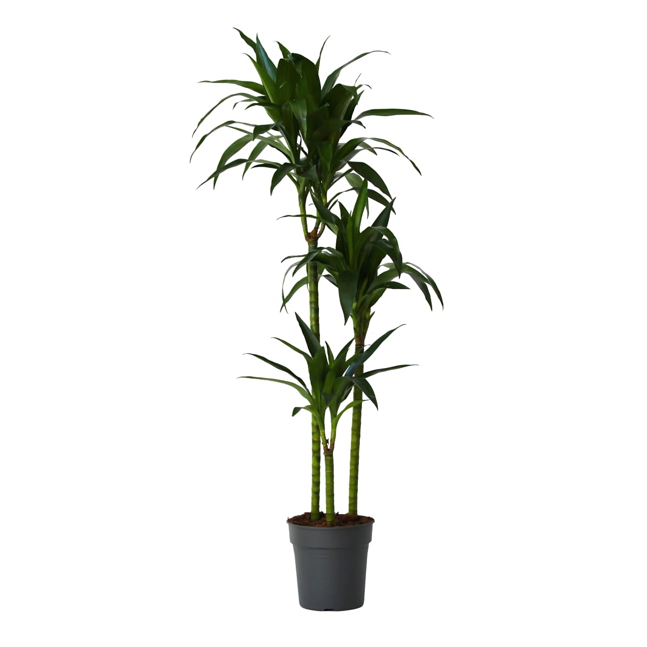 Plant in a Box - Dracaena fragrans 'Janet Craig' - Groe zimmerpflanze -  Pflegeleicht - Drachenbaum - Topf 24cm - Hhe 140-150cm : Amazon.de: Garten