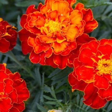OhhSome Flower Seeds Rare French Marigold Flower Dainty Marietta Tagetes Patula Flower Seeds For Home Garden-100 Seeds - Eco" (B07Y88B5W4) Amazon Price History, Amazon Price Tracker