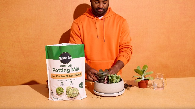 Amazon.com : Miracle-Gro Indoor Potting Mix for Cactus and Succulent,  Fast-Draining Cactus and Succulent Potting Mix with Plant Food, 8 qt.  (2-Pack) : Patio, Lawn & Garden