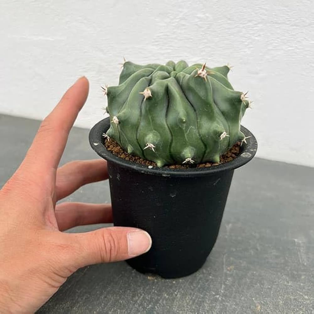 Amazon｜[ザ・ファームセレクト]フェロカクタス：短刺巨鷲玉無刺系（無