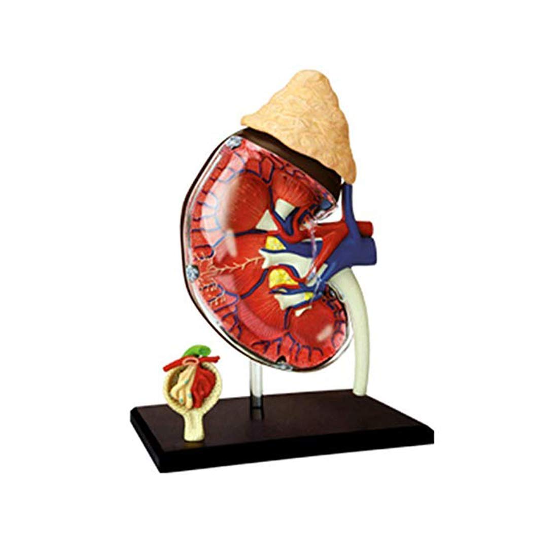 GTHTUHFD Educational Model Human Anatomy Modelkidney,1: 1 Human Kidney Organ Anatomy Model Medical Teaching Equipment Human Skeleton,Medical Models