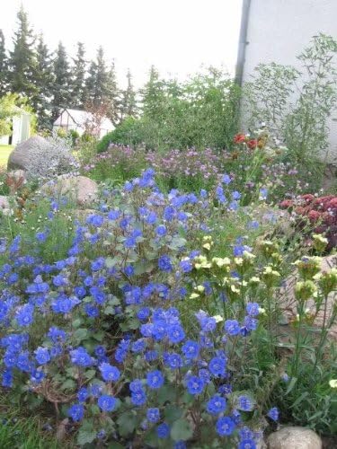 Miniatura 3 de 200 semillas de flores de Phacelia Campanularia (campanas de Canterbury salvajes/Campana azul desierto)