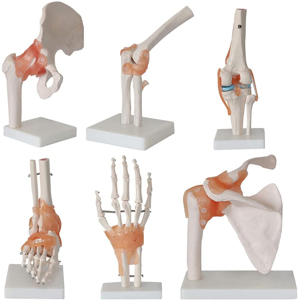 Lebensgroßes anatomisches Modellset for menschliche Gelenke, 6-teilig, mit Bändern