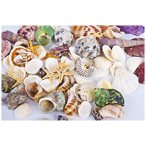 Famoby Sea Shells Mixed Beach Seashells Starfish for Beach Theme Party Wedding Decorations DIY Crafts Candle Making Fish Tank Vase Fillers Home Decorations Supplies 70+ pcs - Image 4