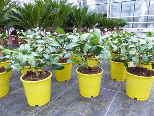 gruenwaren jakubik BONSAI: Meyer Meyerii Zitrone echter Zitronenbaum 30 cm Citrus Limon Zitruspflanze gruenwaren jakubik BONSAI: Meyer Meyerii Zitrone echter Zitronenbaum 30 cm Citrus Limon Zitruspflanze