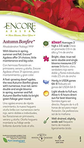 Encore Azalea Autumn Bonfire (1 Gallon) Red Flowering Shrub - Full Sun Live Outdoor Plant - Azalea Shrub - Rhododendron #TOP5
