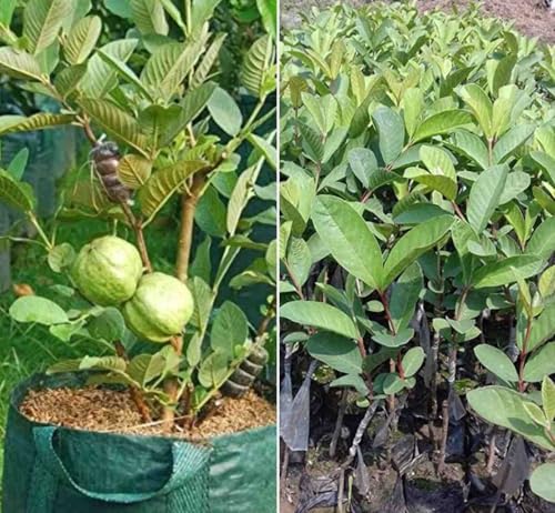 Image of Guava, Amrud, Amrood, Madhuri Aam, Psidium Guava Seed for Farming, Gardening (100g)