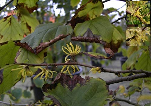 Hamamelis virginiana - Herbstblühende Zaubernuss 40-60