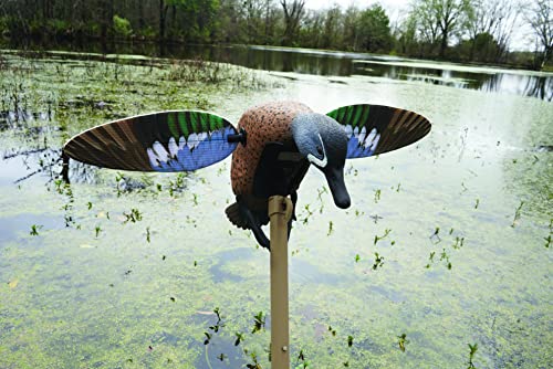 image for MOJO Outdoors Elite Series Blue Wing Teal - Premium Waterfowl and Duck