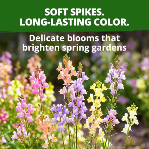 Image of HOME GROWN Northern Lights Snapdragon Seeds for Planting, 12,000 Seeds (6,000 Each, 2 Pack), Antirrhinum majus