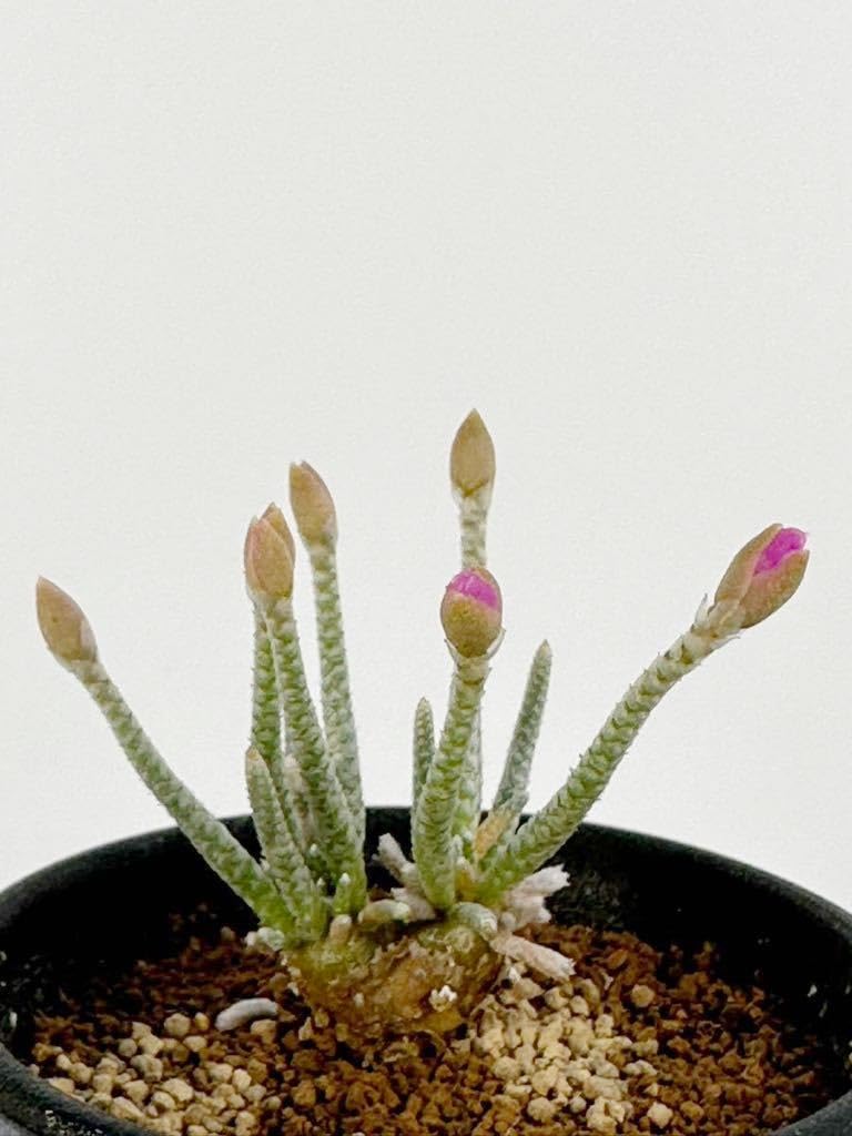 Amazon.co.jp: Avonia alstonii 南アフリカ ナミビア原産 アボニア