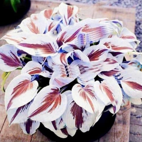 Hosta-Perfecto para Borders,Stilish en macetas en macetas-Hosta Rizoma in vaso,Stakes de jardín premium,sorprendentes-6rhizome-D