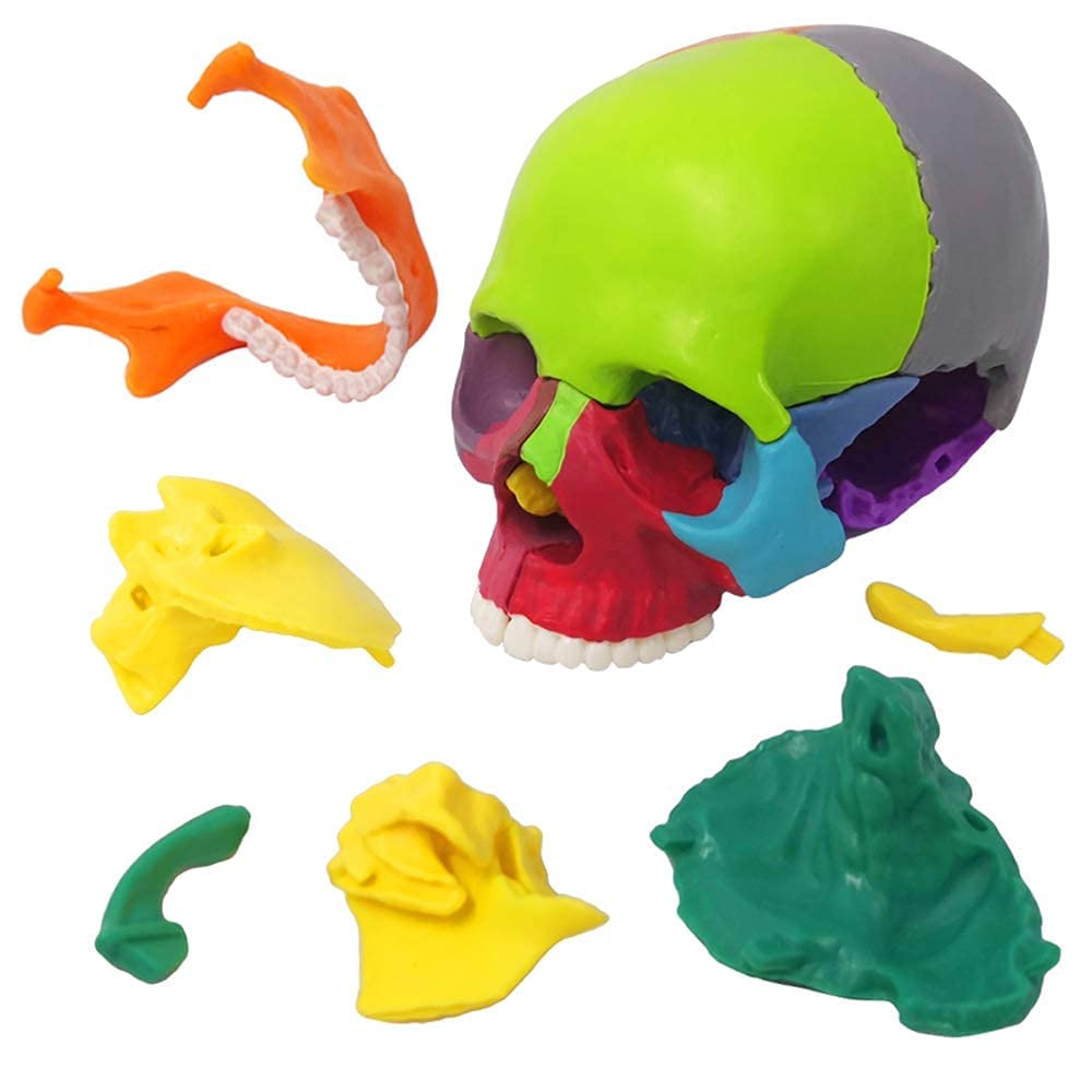 Modello a forma di teschio didattico, 15 pezzi, modello di teschio anatomico, cranio esploso, insegnante medico, studio di formazione, puzzle con teschio