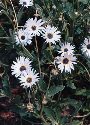 10 Semi di Margherita Africana 2578 (Arctotis Grandis)