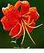 Hybrid Tiger Lily Tigrinum Slendens Fresh Flowering Bulb