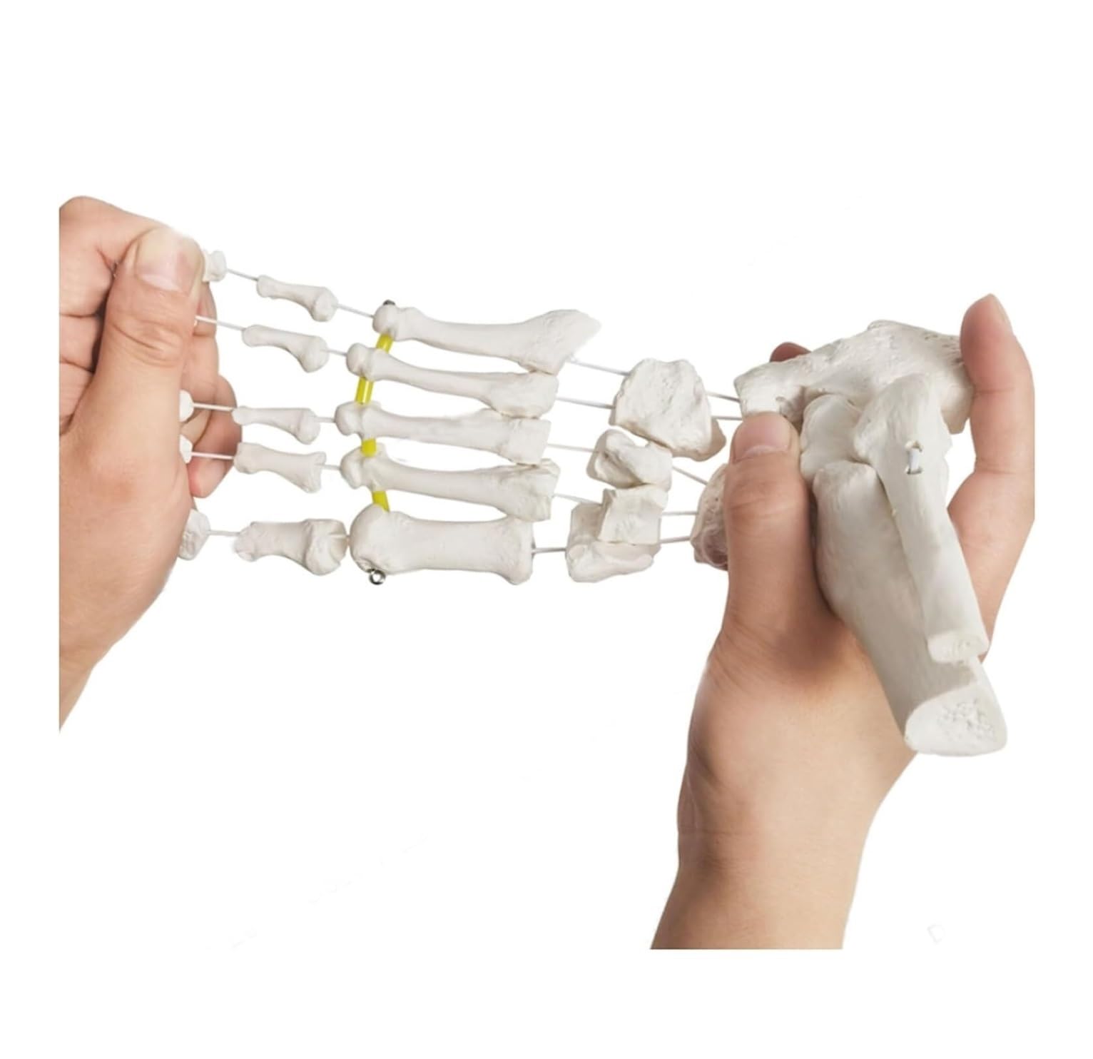 Anatomía De La Educación Cuerpo Humano, Modelo De Hueso del Pie Flexible Y Separado, Ejercicio Articulación Tobillo, Enseñanza Demostración Rehabilitación Muñeca de Anatomía