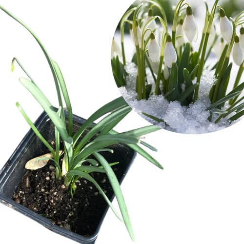 Smoke Camp Crafts Live Organic Snowdrops Plant (Galanthus elwesii) in 2.5 inch Pot | Perennial Early Blooming Bulb Pollinator White Flower