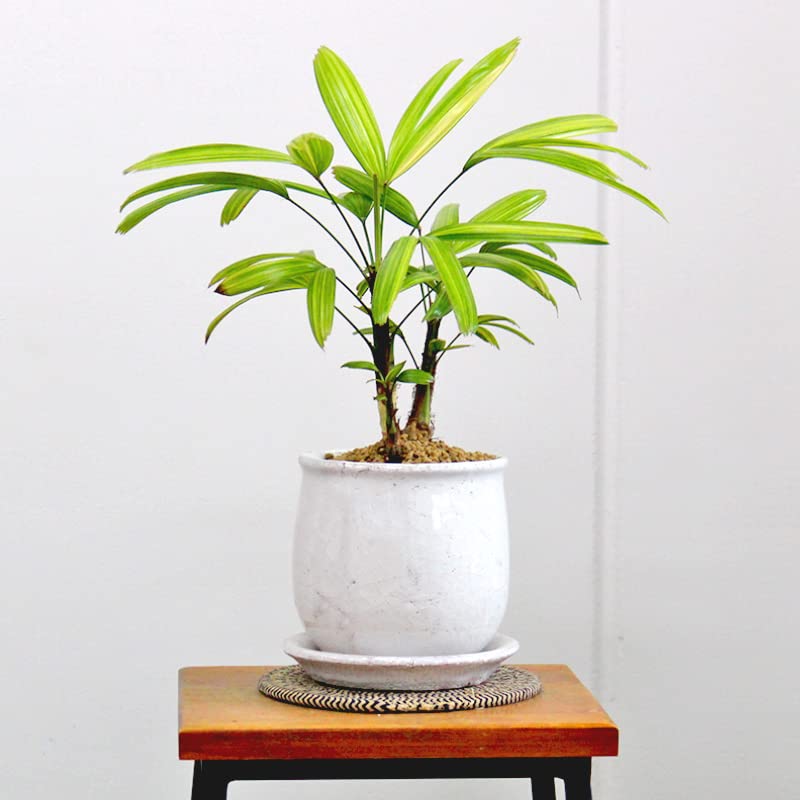 Amazon｜【ステララウンド：Mサイズ/陶器鉢】観音竹（カンノンチク