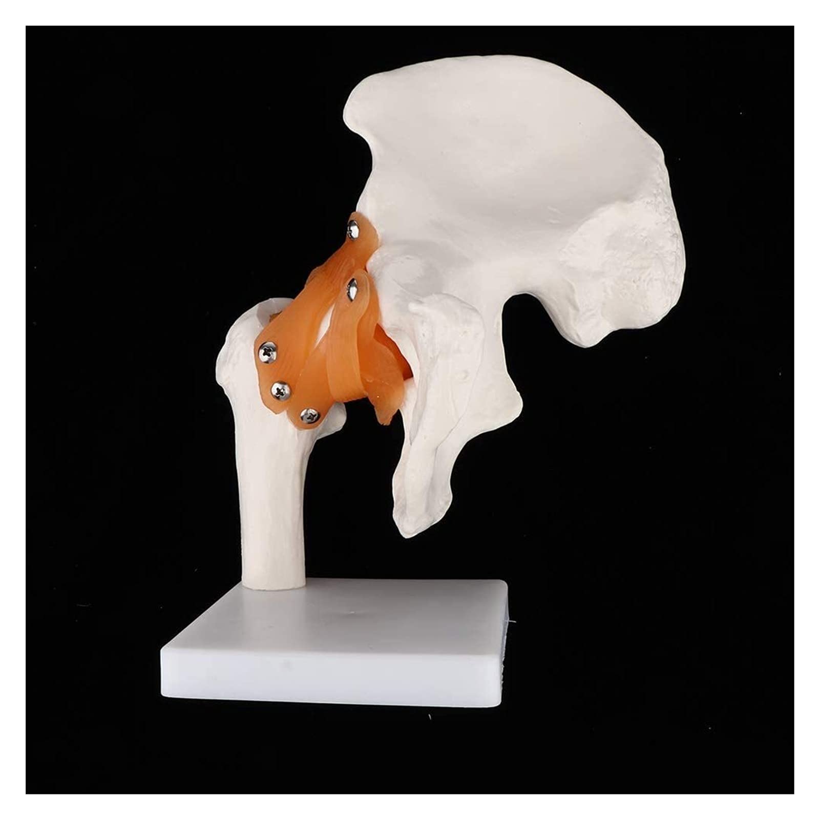 Modell Der Artikulation Der Funktionellen Hüfte Mit Natürlicher Größe Mit Band Für Menschliches Skelettosteologie Anatomie Laborzubehör