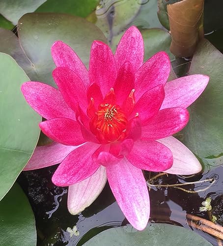 Lincolnshire Pond Plants Ltd - Laydekeri Fulgens Water Lily - Live Water Plant Aquatic Pond Lake Marginal - Potted