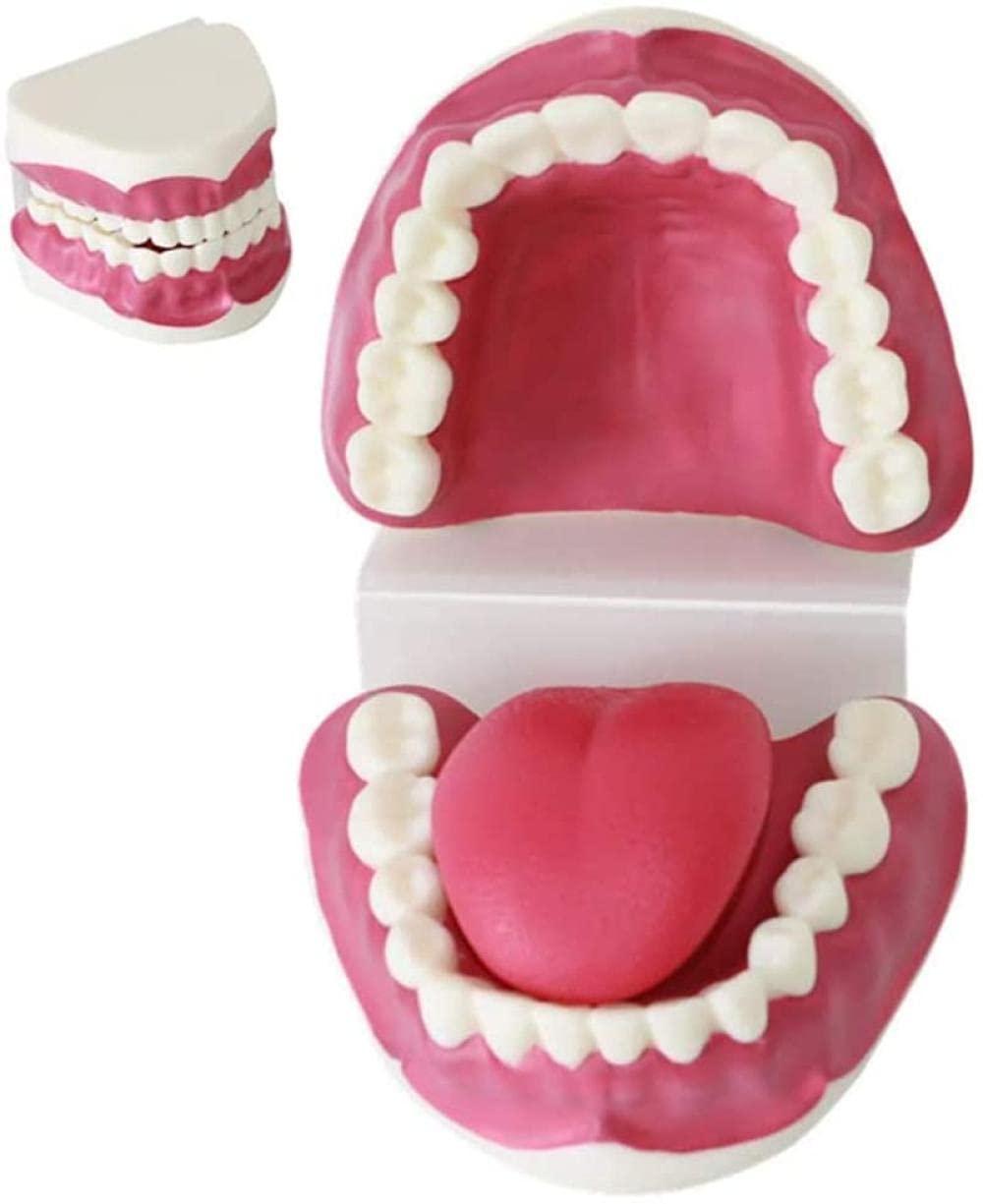 Modèles de dents anatomiques pour maîtriser le brossage et les soins de la bouche