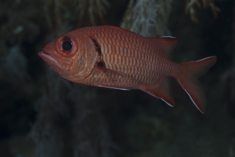 PosterazziPSTTMO400580U A bigscale soldierfish (Myripristis berndti) Beqa Lagoon Fiji. Poster Print, 17 x 11