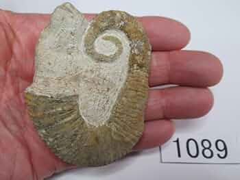 異常巻きアンモナイト　アンキロセラス　モロッコ　No.135 Amazon.co.jp: 異常巻きアンモナイトアンキロセラスモロッコNo