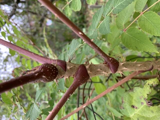 12-24 inches Tall Aralia spinosa Tree - 1 Plant Devil's Walkingstick