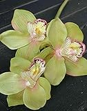 artplants.de Deko Zweig Cymbidium Orchidee Seraphina, grün-rosa, 45cm - Seidenorchidee - Textilblume