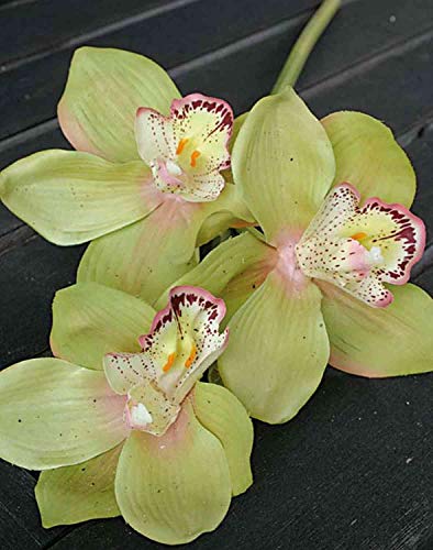 artplants.de Deko Zweig Cymbidium Orchidee Seraphina, grün-rosa, 45cm - Seidenorchidee - Textilblume