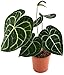 Produktbild Anthurium clarinervium - exotische Herzblattblume - ideal für den halbschattigen Standort - sehr schöne Zimmerpflanze