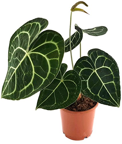 Preisvergleich Produktbild Anthurium clarinervium - exotische Herzblattblume - ideal für den halbschattigen Standort - sehr schöne Zimmerpflanze