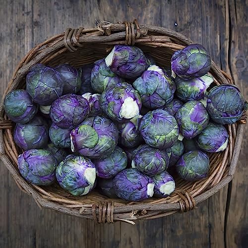 Semillas de coles de Bruselas - resistentes al invierno para el balcón, orgánicas 30pcs