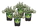 Bonnie Plants German Thyme Live Herb Plants - 4 Pack, Perennial in Zones 5 To 9, in Bouquet Garni; Aromatic Dishes, Brown/A