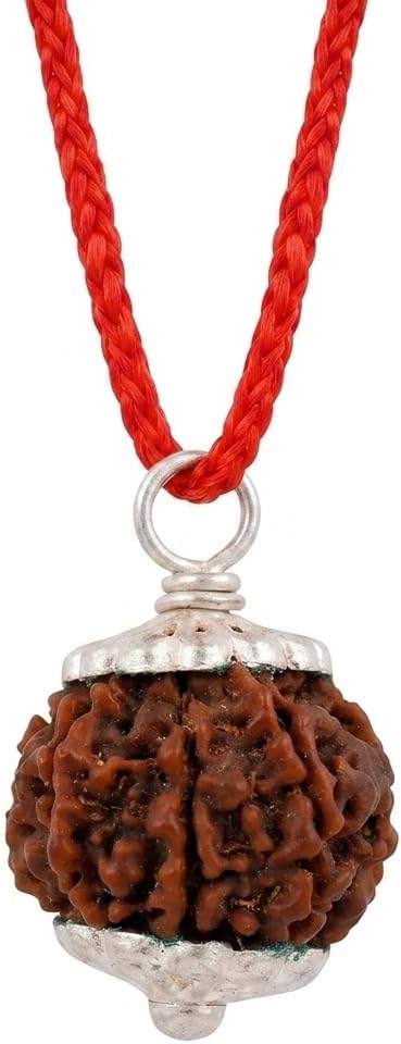 7 Face (Mukhi) Rudraksha (Origin: Nepal)