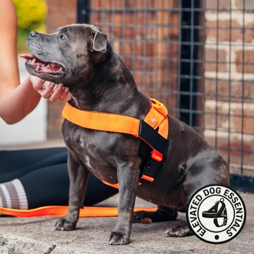 Image of Dog Friendly Co. Dog Harness for Large Dogs (Hi-Vis Orange, Large)
