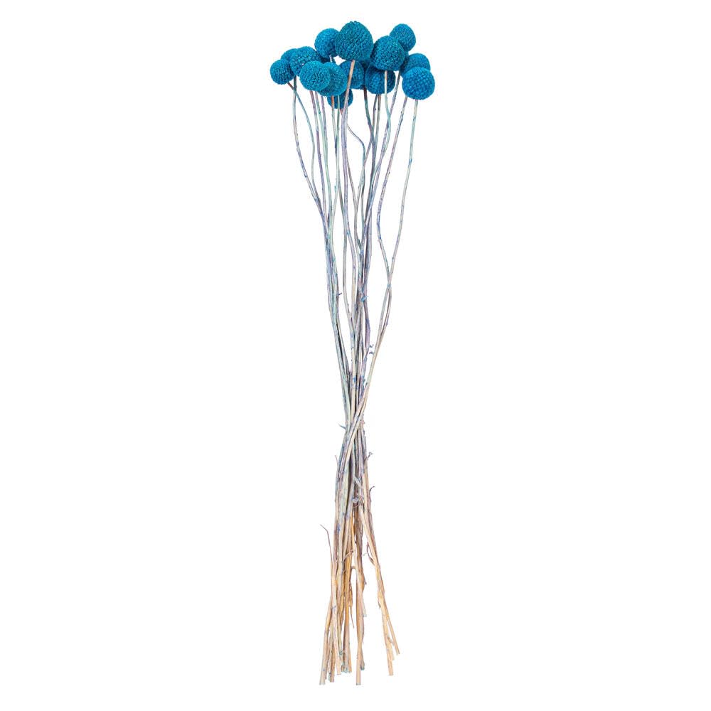 Vickerman Ramo de craspedia Azul seco Natural de 16-20 Pulgadas, 1.7 onzas, Aproximadamente 15-18 Cabezas. Este es un Producto Natural, Las Dimensiones y el Color Pueden Variar de Planta a Planta.