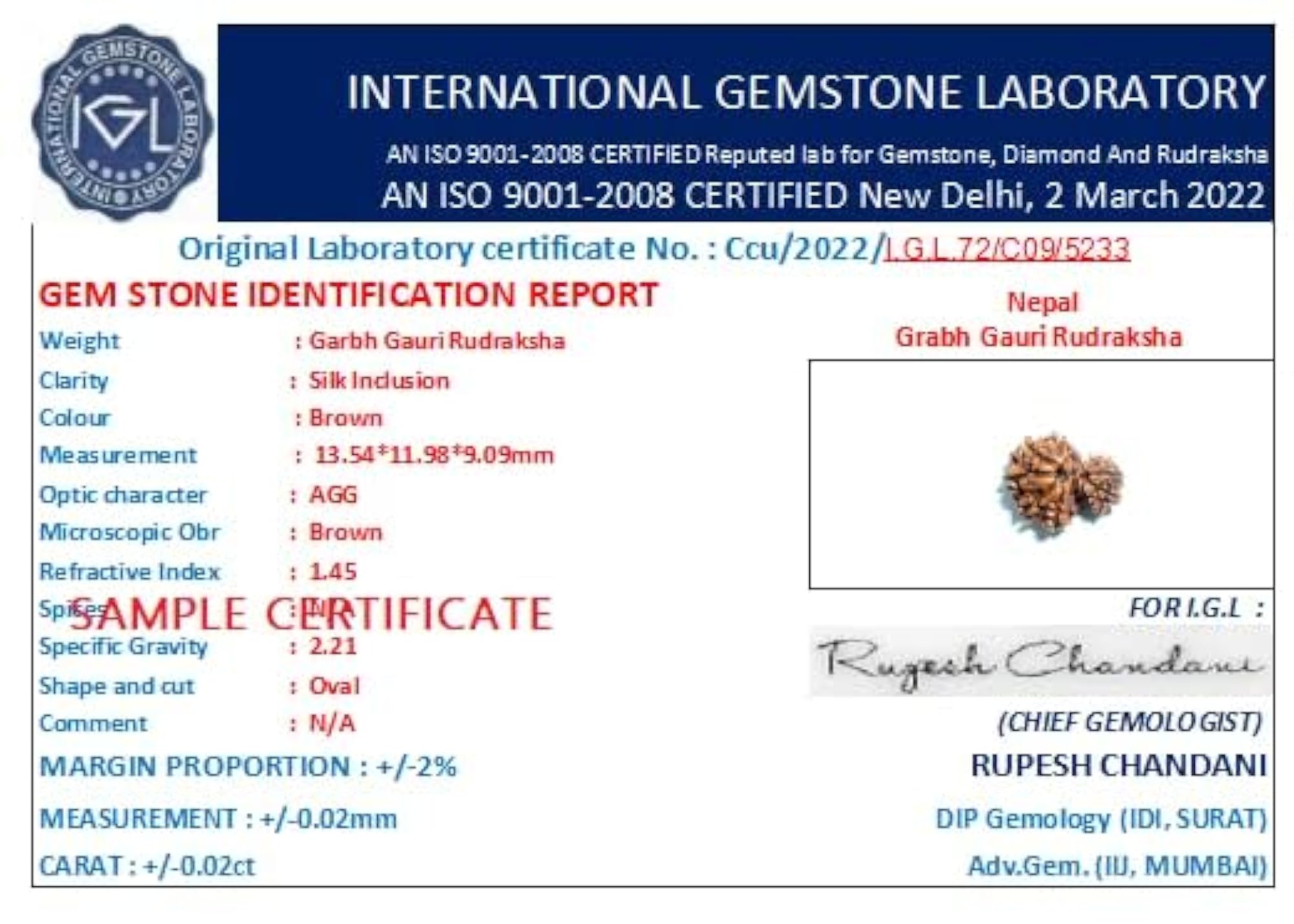 Garbh Gauri Rudraksha Original Certified Bead