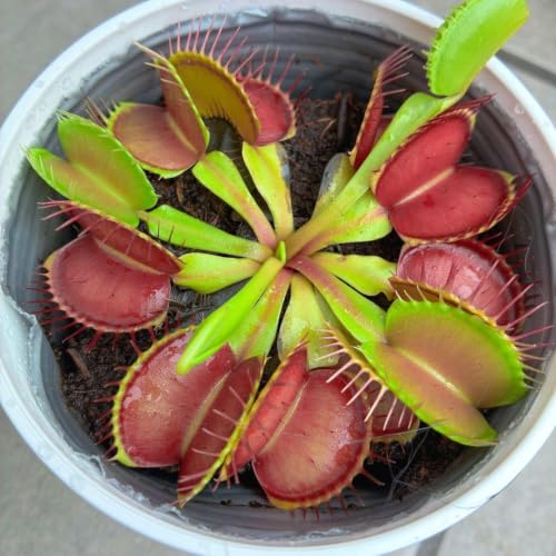 食虫植物 ハエトリソウ」の人気商品一覧・価格比較 - 価格.com