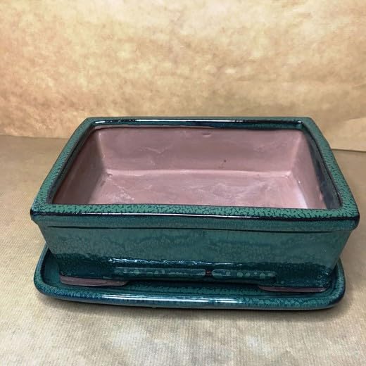 Flores Frescas Online Maceta Bonsái Cerámica Rectangular con Plato, Azul, Verde, Blanca (Verde)