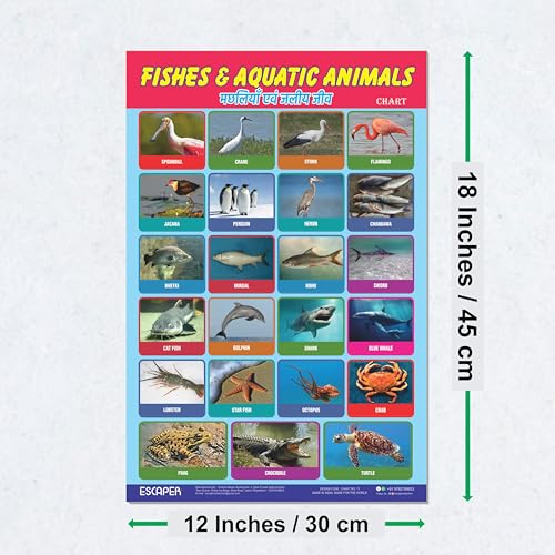 Image of ESCAPER Fishes & Aquatic Animals Educational Charts for Kids, (11.5 x 17.5 inches) Printed On 300 GSM Laminated, Self Adhesive Back, Kids Study Material, Learning Chart, Educational Posters